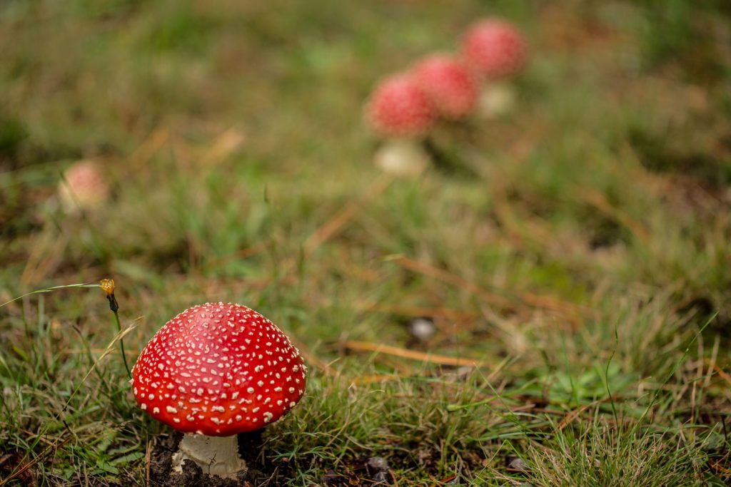 top rated amanita muscaria mushroom
