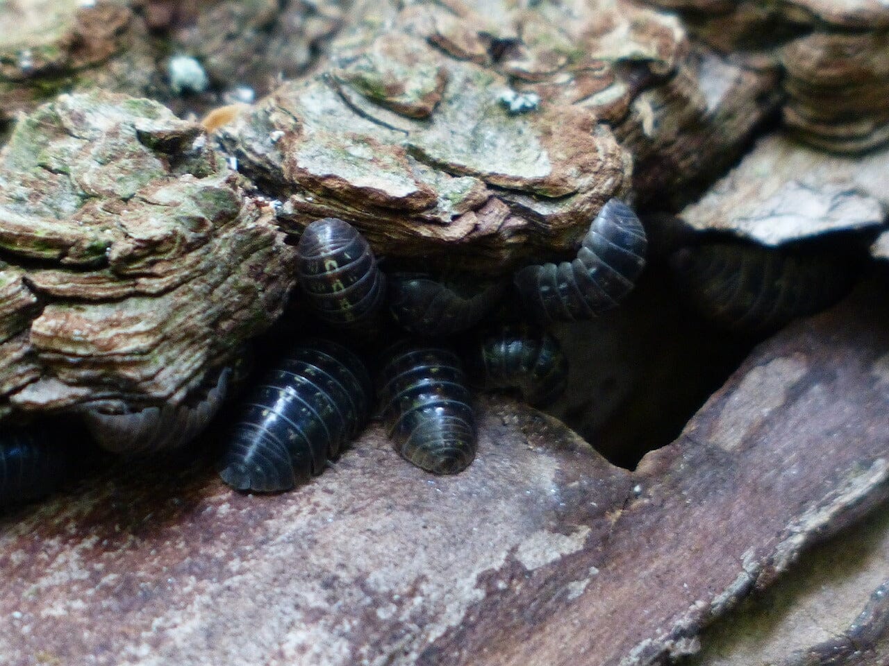 Isopods uk